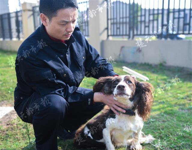 揭秘武汉警犬基地享受35度恒温热水澡跑步机上练体能