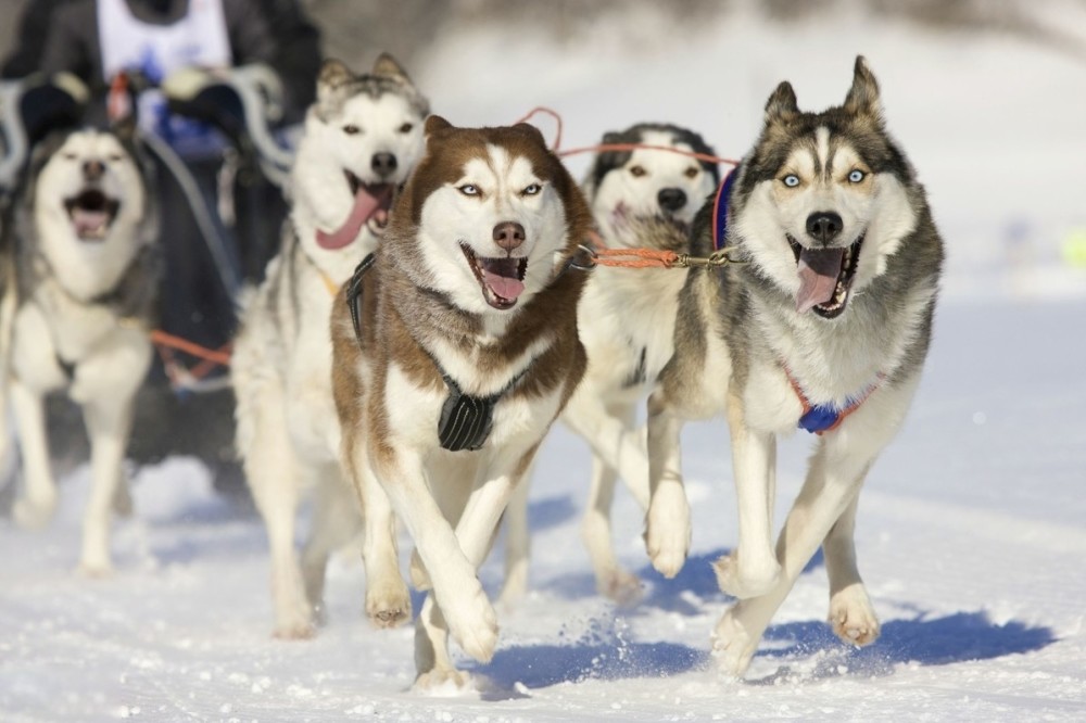 在东北,雪橇犬终于发挥它的用处了!