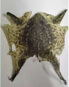 杭州女子拿癞蛤蟆皮贴身上逼毒 致全身红肿瘙