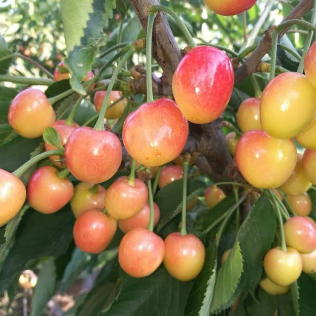 红南阳大樱桃苗成枝力强丰产性好,把握种植要点,实现