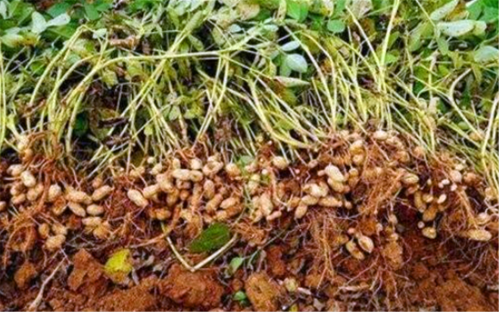 梦见花生苗生长很旺，寓意与解析