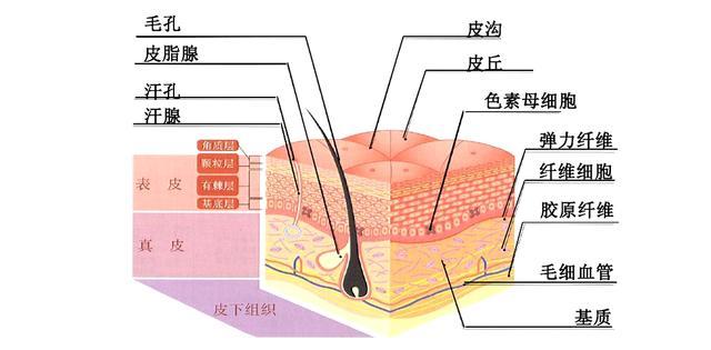图四,人体皮肤结构图