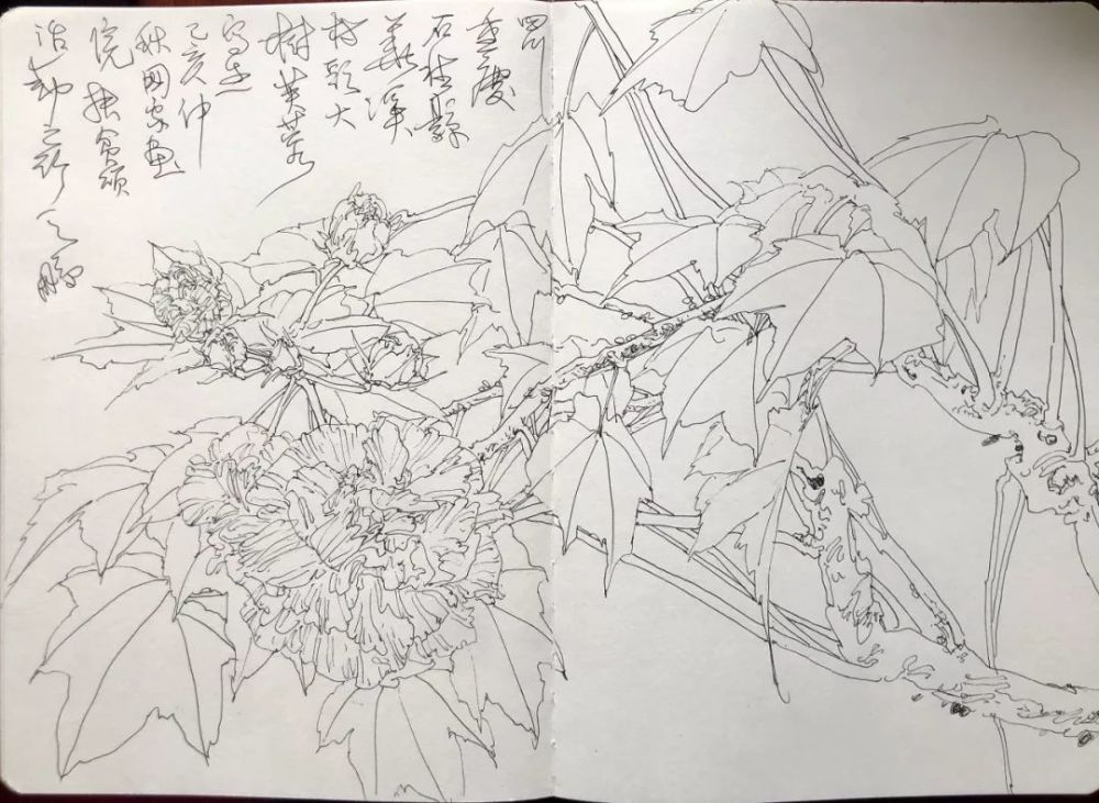 随后陈鹏拿出车上的画具面对芙蓉树开始挥毫泼墨.