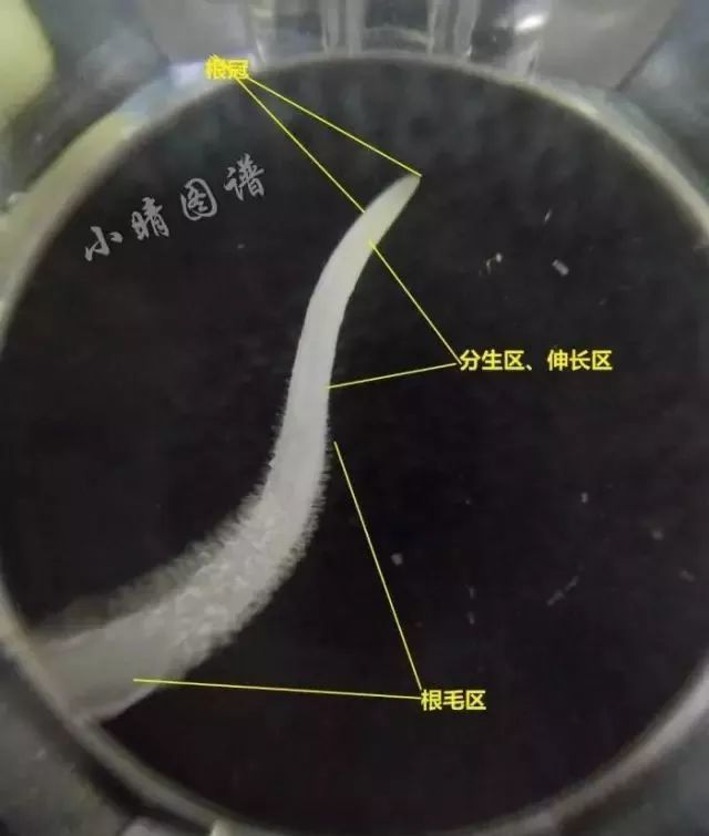 这些作物都是被水浇坏的