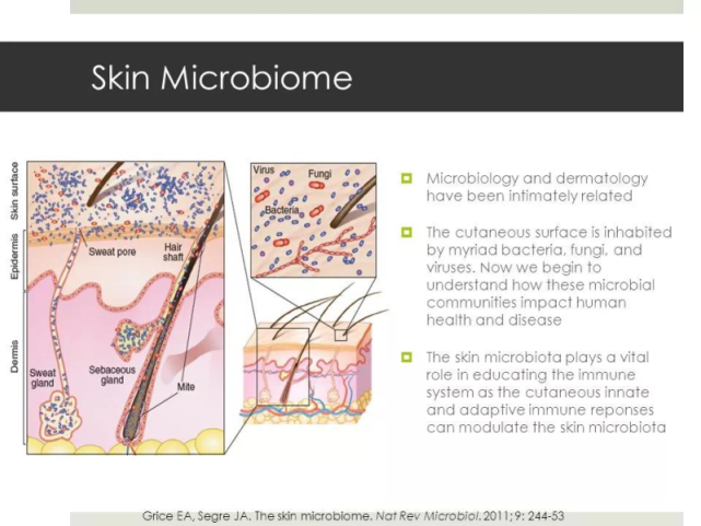 我们的肌肤,是一个由大量微生物栖息而组成的生态系统,皮肤的屏障
