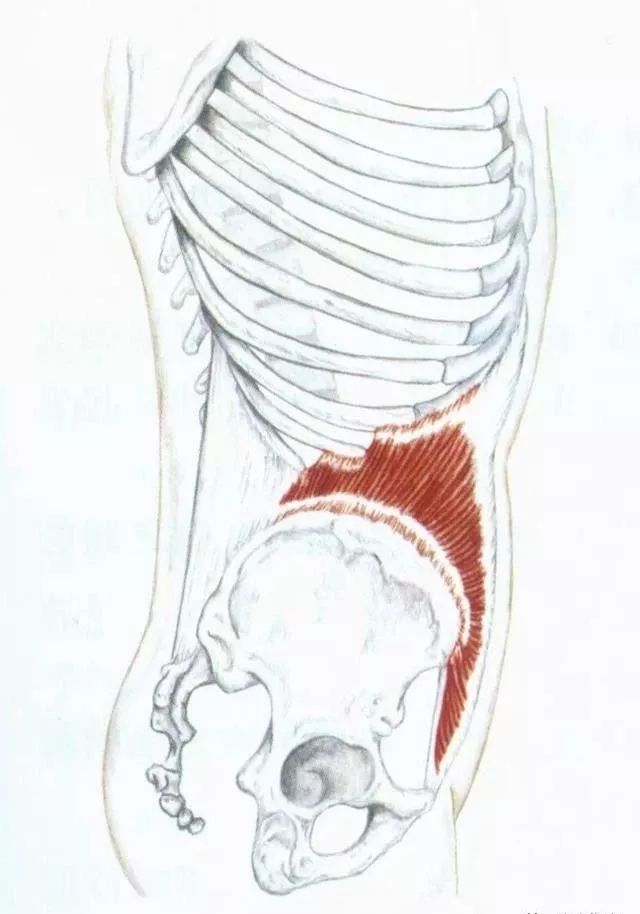 增加腹压)起点:腹股沟韧带侧部,髂嵴和胸腰筋膜止点:下3肋内表面,腹部