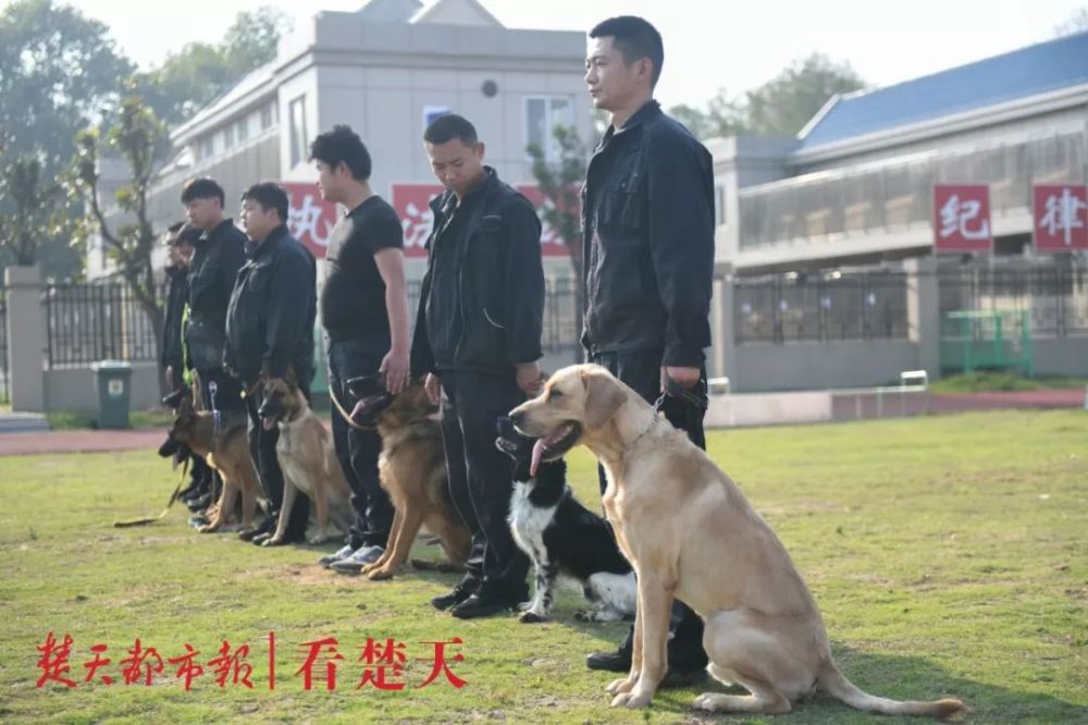 武汉这个神秘警犬基地曝光,看完惊呆了