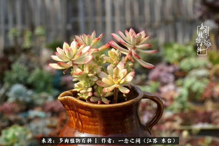 秋天的童话:因为多肉,赴一场"时光之旅"!
