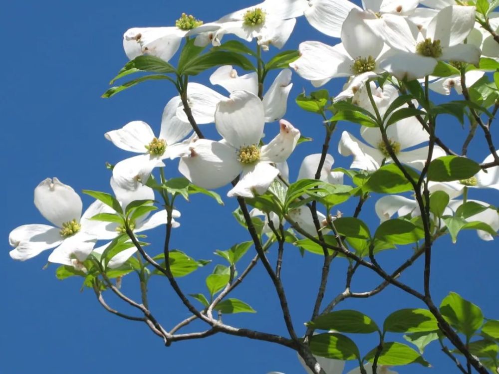 四照花:初夏开花,四片花瓣,色白如蝶