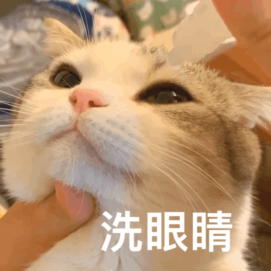 8 m 猫猫灵机一动