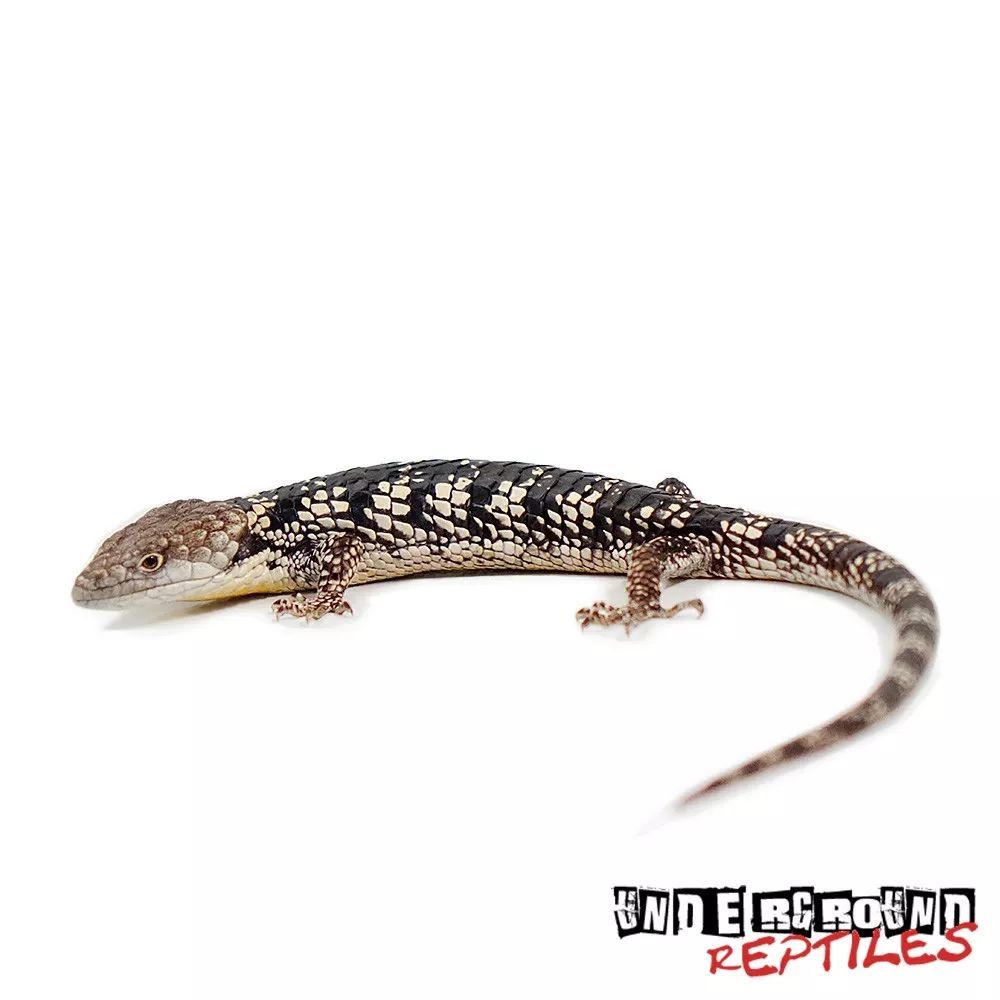 iythrochila 红唇树鳄蜥,近分布于墨西哥南部「chiapas」