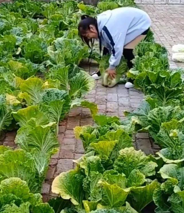 东北大姐在砖缝里种白菜,掰完一个还有一堆,年年大