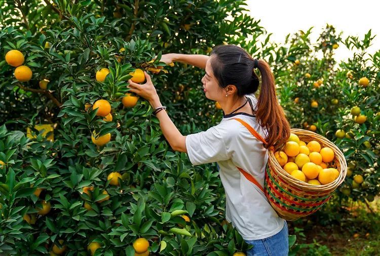 平南雄森动物大世界蜜橙采摘季开始啦!"橙"邀您前来畅享甜蜜