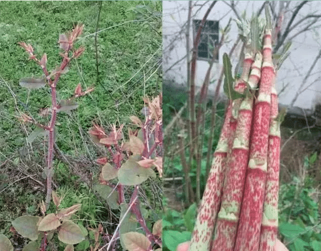 酸杆还可以用来炒菜,尤其是搭配腌过的肉一起翻炒,非常下饭,解腻又