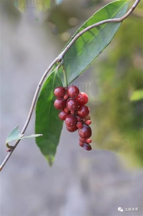 铁箍散,见过吗?别名野五味子,能祛风活血,解毒消肿,止血