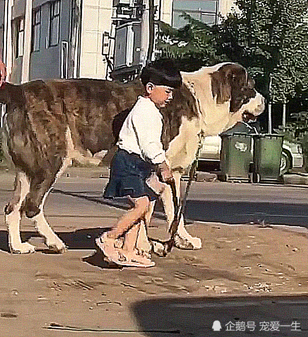 小男孩牵着狗狗出来溜,体型吓人,路人避让而行,太不负责