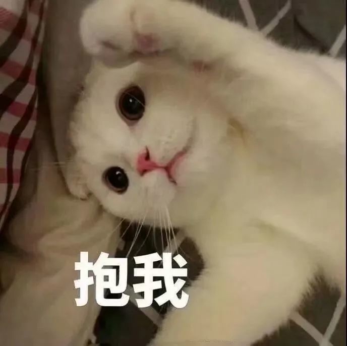 可爱小猫咪表情包