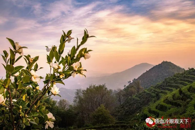 1 油茶花开引客来 杨绪伟 摄 深秋时节,河南省商城县南部山区油茶果