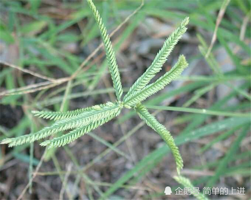小孩子当哨子的草,俗称"穷人草",还有很大的药用价值