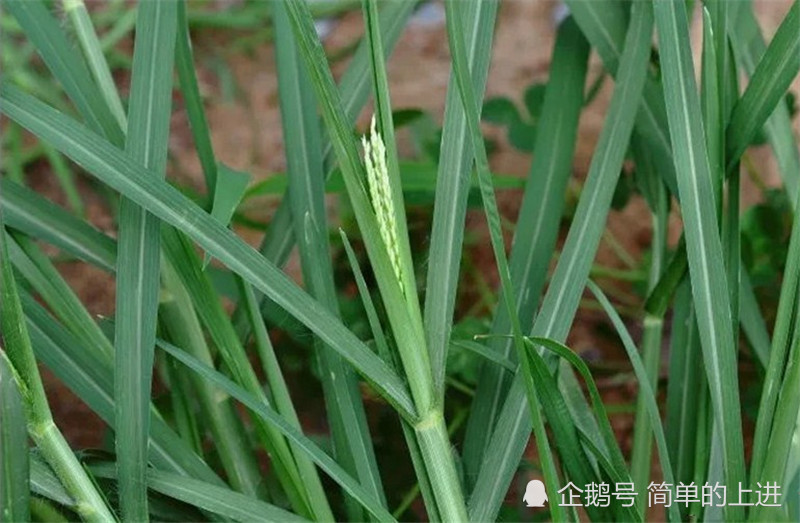 小孩子当哨子的草,俗称"穷人草",还有很大的药用价值