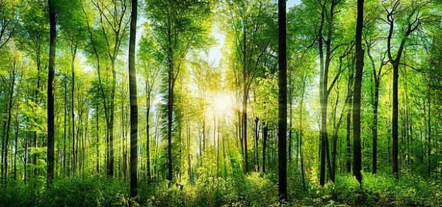 假如森林数量成倍增加,会对地球环境造成什么的影响?