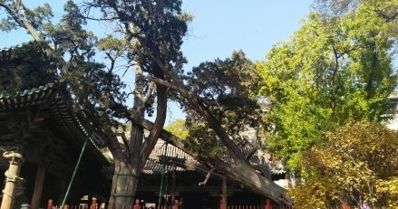 周柏唐槐