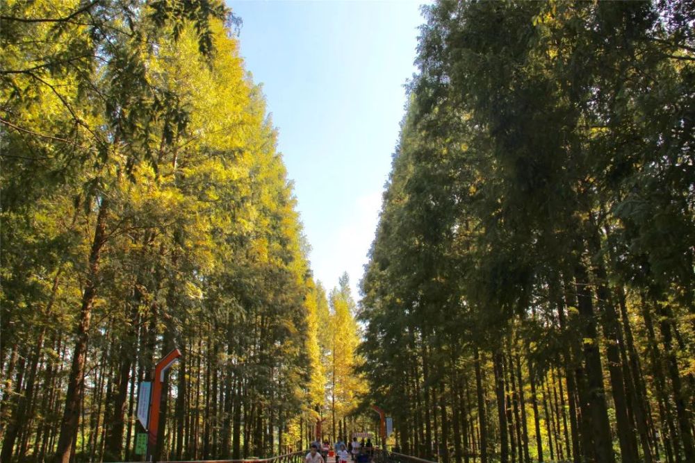临安青山湖街经济总量_临安青山湖(3)