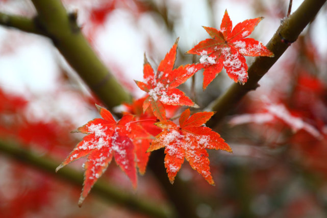 《梅花》唐崔道融