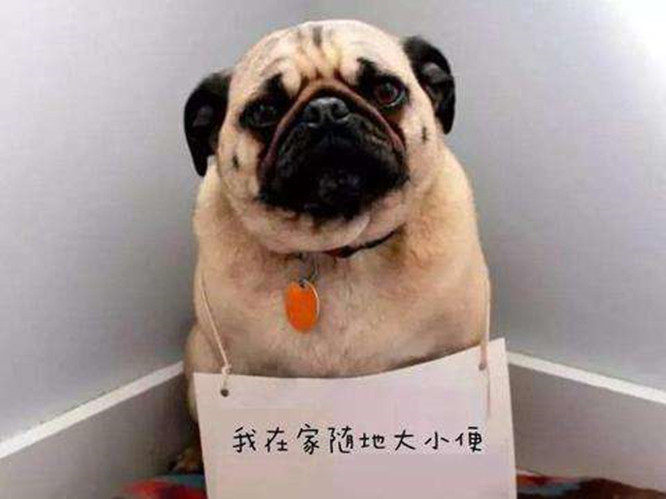 狗狗随地便便,让主人很糟心,如何治理好狗狗这种臭毛病呢?