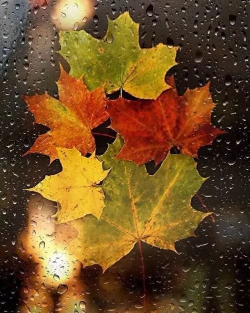 也没有夏雨般豪爽热烈,没有春雨般细腻温柔,秋天的雨秋●雨