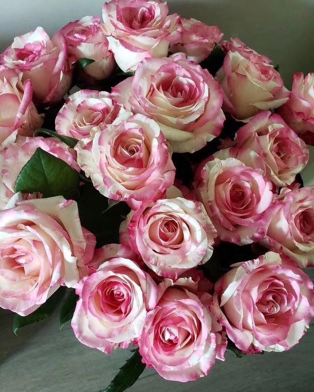 鲜切花|稀有玫瑰霓裳,最爱的花型与颜色,特别的是淡雅