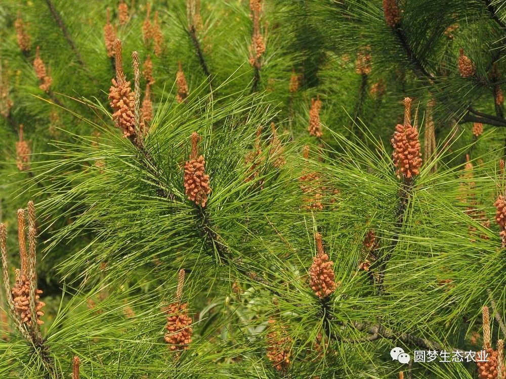 植物科普:如何区分黑松,油松,马尾松