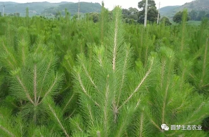 植物科普:如何区分黑松,油松,马尾松