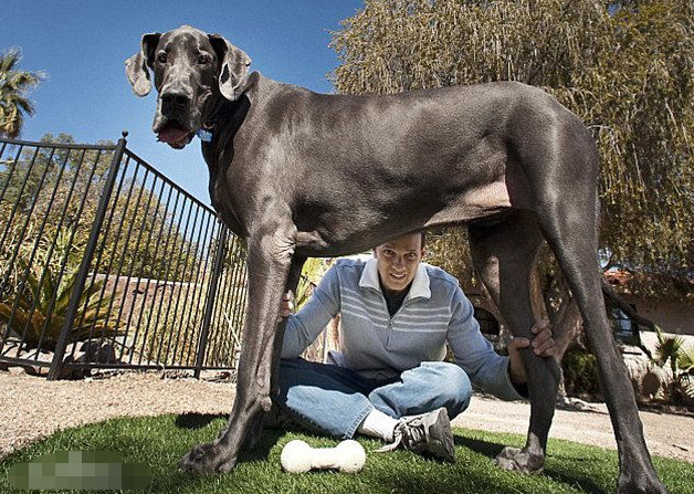 世界上最大的狗狗,创造了吉尼斯世界纪录,这谁敢惹?
