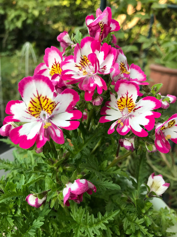 蛾蝶花
