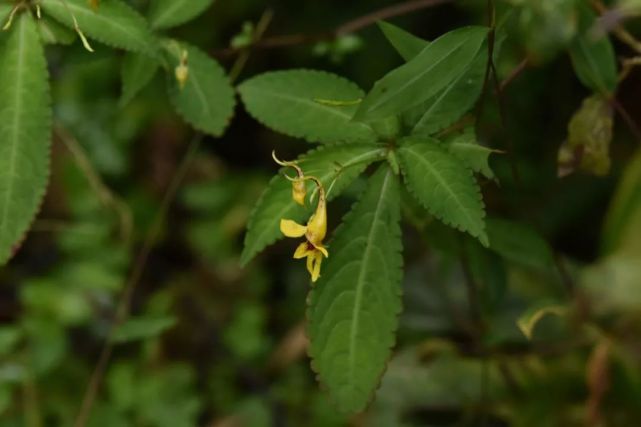 黄金凤impatiens siculifer黄马铃苣苔oreocharis aurea黄茅hetero