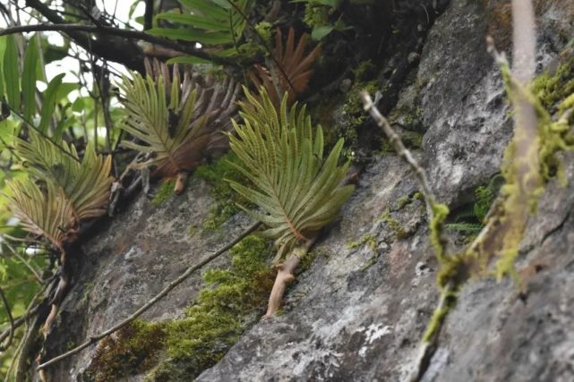 石莲姜槲蕨drynaria propinqua