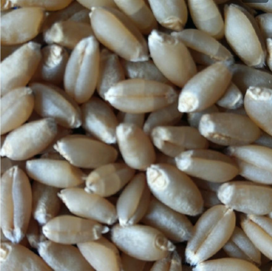 稷麦336—我看好这样的优质强筋品种