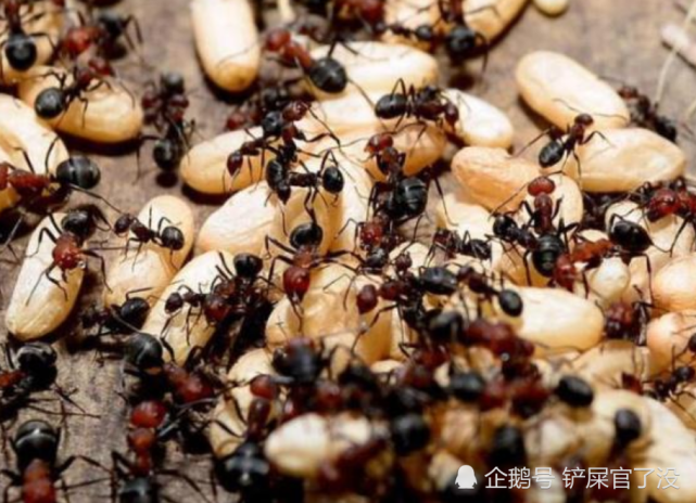 如果蚁后意外死亡,剩下的蚁群会怎么办?看后才明白蚂蚁的制度