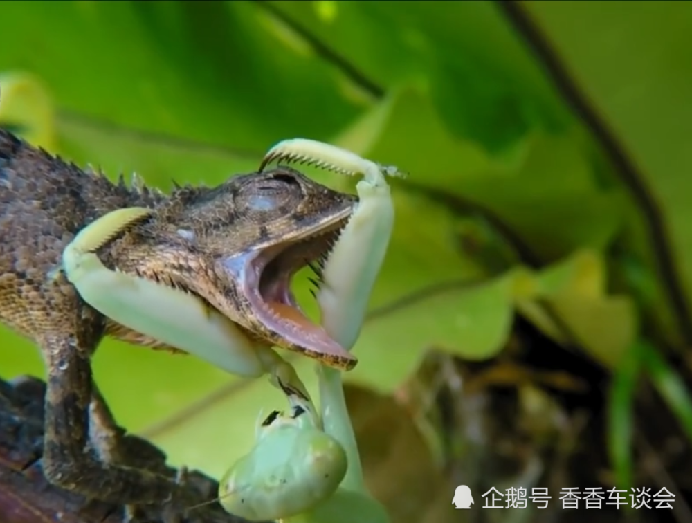 世界上最厉害的螳螂,捕食老鼠轻而易举,双臂堪称死神镰刀!