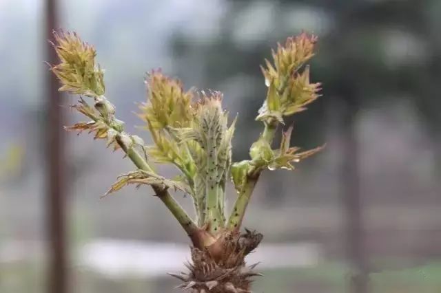 刺老包 刺老包炒渣海椒味道不错,超级下饭!