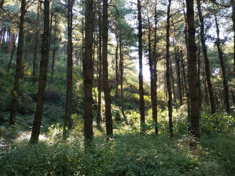 冬日阳光正好,随走金殿后山,感受昆明山野里红叶的味道
