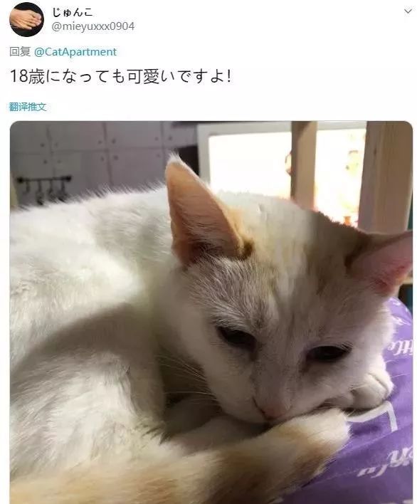 "我家18岁的猫奶奶,满脸都写着可爱~"