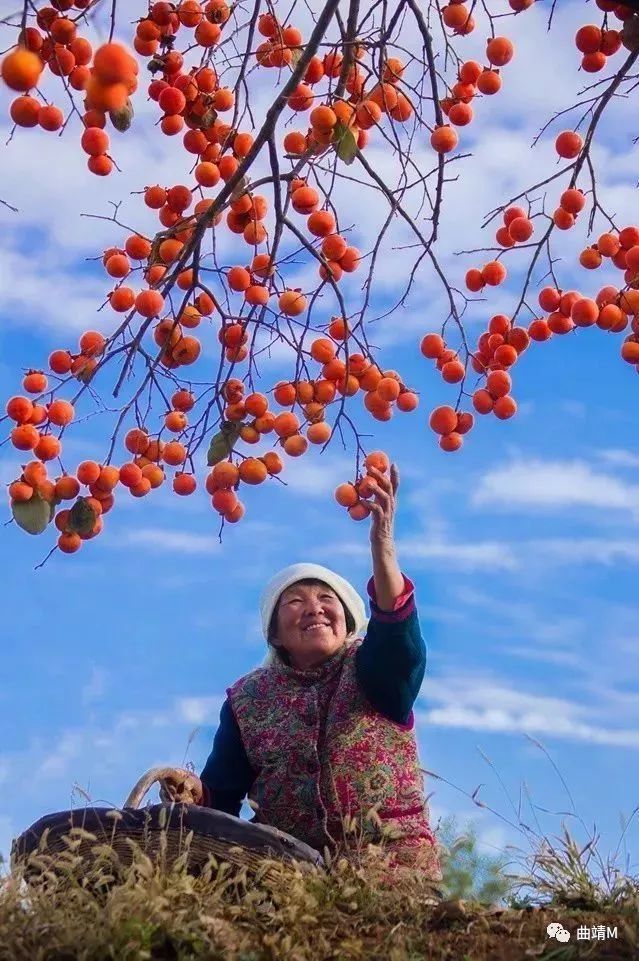 家乡的柿子红了文梅永兵