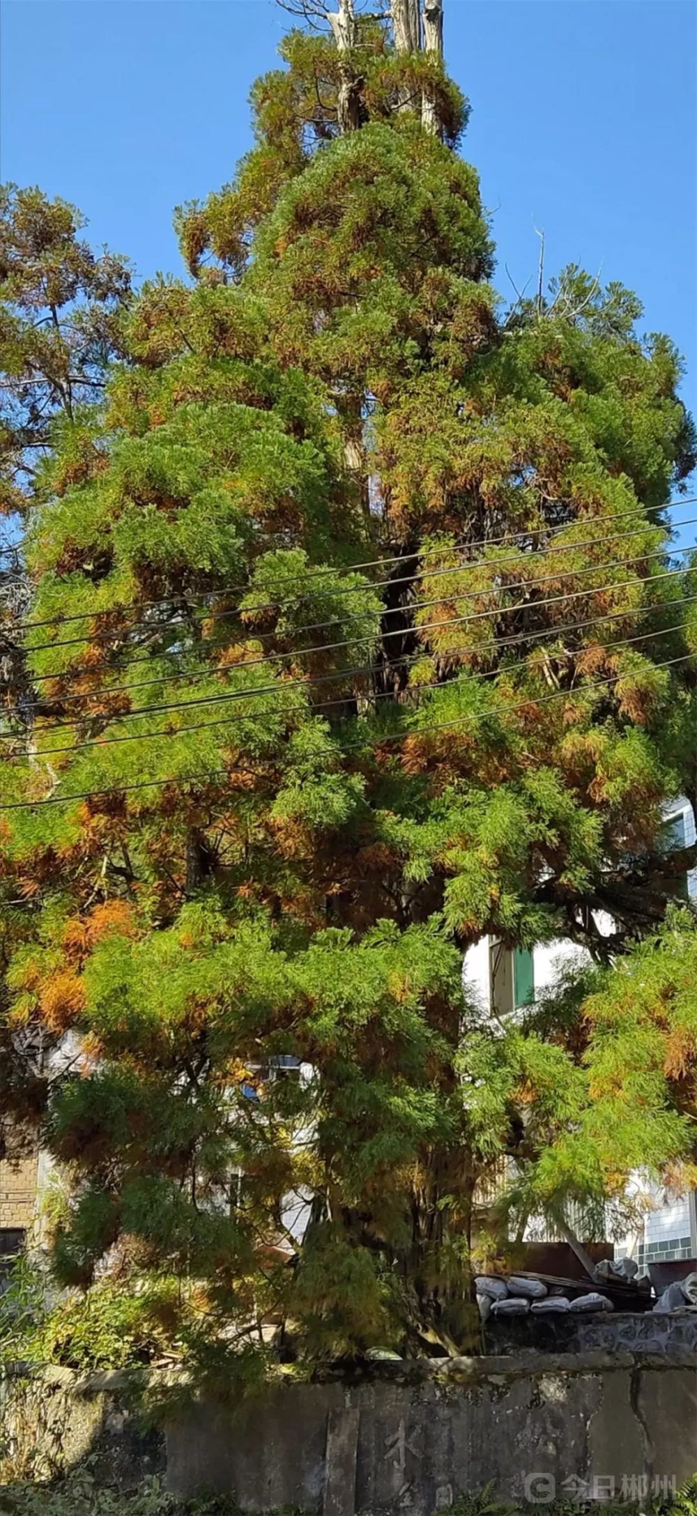 "这株上千岁的野生水松生长在资兴市州门司镇燕