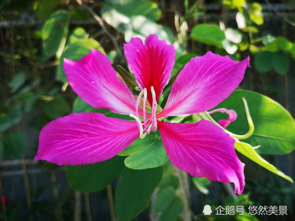 紫荆花,美丽鲜艳的花