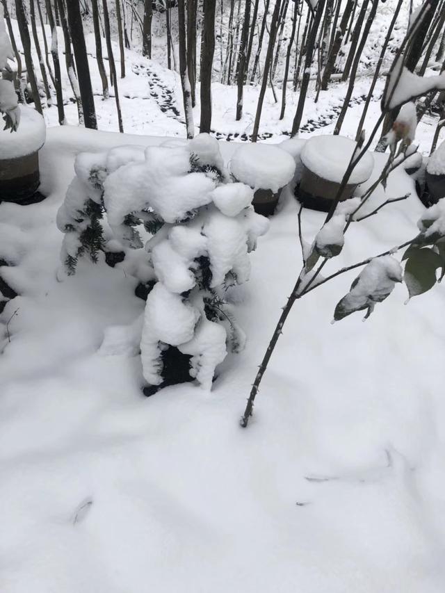 比东北还美的雪景,四川曾家山银装素裹,白茫茫一片想去看看?