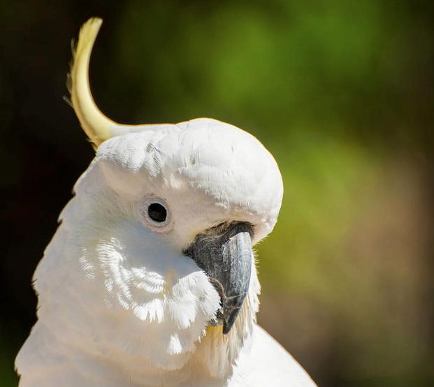 中国的保护动物葵花鹦鹉,却在澳洲泛滥成灾?什么原因造成的?