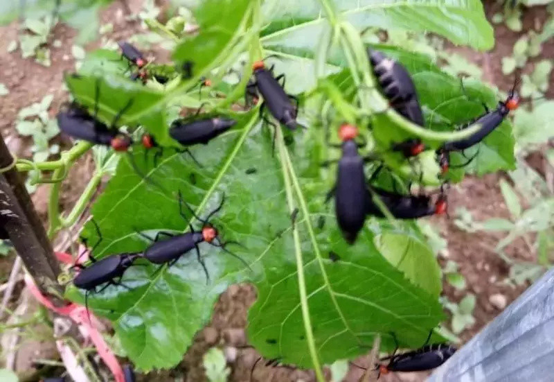 百香果有哪些虫害?昆虫学硕士带您一一认识,附防治方法