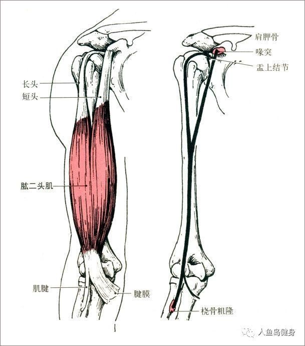 长,短二头于肱骨中部汇合为肌腹,下行至肱骨下端,集成肌腱止于桡骨